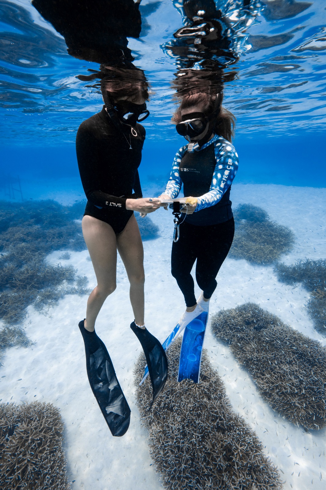 Resilience in a Warming World: Advancing Coral Restoration Strategies in the Maldives